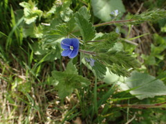 Veronica chamaedrys