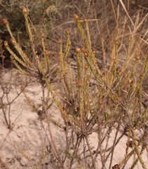 Oedera fruticosa