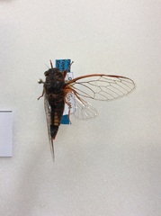 Yoyetta spectabilis