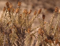 Oedera fruticosa