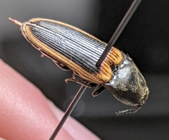 Ampedus oblessus