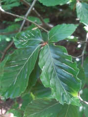 Aceria nervisequa