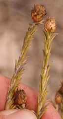 Oedera fruticosa