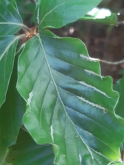 Aceria nervisequa