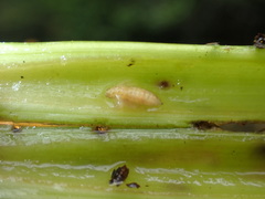 Macrorrhinia endonephele