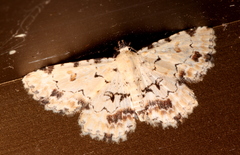 Sandava scitisignata