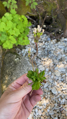 Primula mistassinica