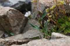 Erigeron uniflorus