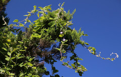 Convolvulus canariensis image