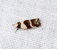 Eulechria triferella