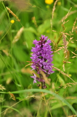 Dactylorhiza praetermissa