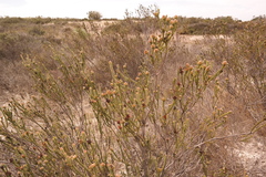 Leucadendron thymifolium