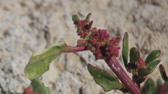 Oxybasis glauca salina