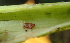Macrorrhinia endonephele