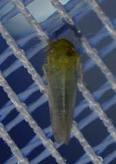 Cicadula placida