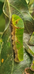 Papilio garamas