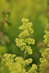 Galium × pomeranicum