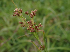 Luzula luzuloides rubella