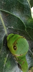 Papilio garamas