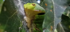 Papilio garamas