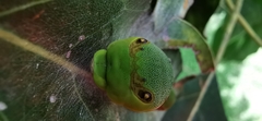 Papilio garamas