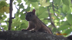 Sciurus variegatoides