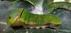 Papilio garamas