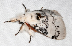 Iropoca rotundata