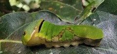Papilio garamas