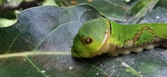 Papilio garamas