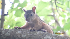 Sciurus variegatoides
