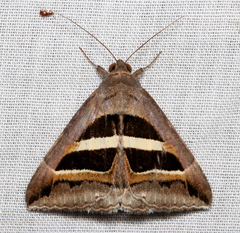 Grammodes occulta