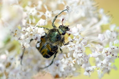Trichiotinus viridans
