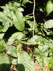 Aculops macrotrichus