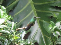 Chalybura buffonii buffonii