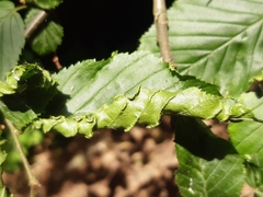 Aculops macrotrichus