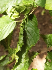 Aculops macrotrichus