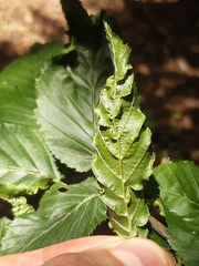 Aculops macrotrichus