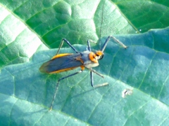 Repipta fuscipes