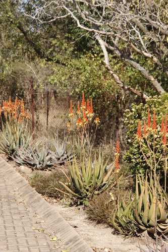 Aloe wickensii