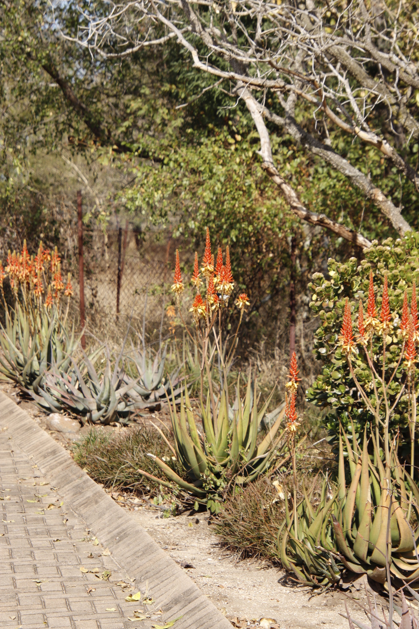 Aloe wickensii