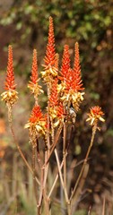 Aloe lutescens