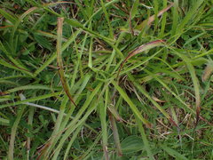 Luzula luzuloides rubella