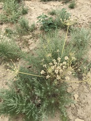 Zosima absinthifolia