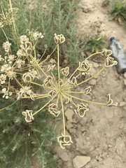 Zosima absinthifolia