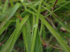 Luzula luzuloides rubella