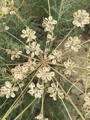 Zosima absinthifolia