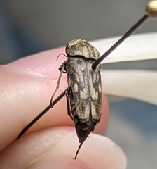 Yakuhananomia bidentata