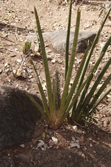 Sansevieria pearsonii
