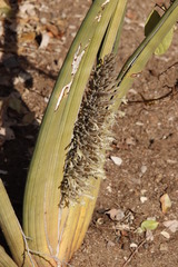 Sansevieria pearsonii